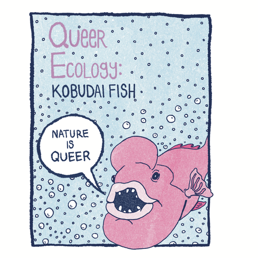 Queer Ecology: Kobudai Fish
